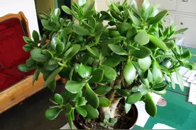 有5种“绿植”，养在家中很不错，吉祥喜庆青翠繁茂，空气非常好图片