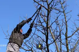 石榴树烂果的原因和解决方法图片