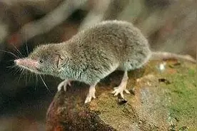 “骚鼠”是有益动物长得像老鼠，却跟老鼠没有任何关系 图片