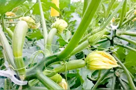 一株西葫芦结20多个瓜，这些好方法分享给你们图片