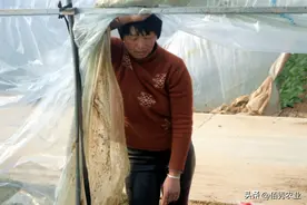 根腐病危害大，为啥难以防治？3个法则教你轻松搞定图片