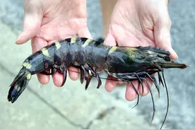 一条就管饱的巨型对虾！中国本土就有，为什么买到的都是进口的？图片