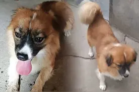 女主人出嫁，6岁狗狗徒步10公里来探望：娘家人来了 要好好招待图片