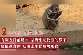 南京一动物园猴子从脏水中捞垃圾啃，园方回应：3餐正常喂，园区改造管道堵塞图片
