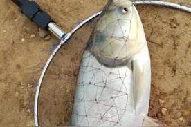 鱼浮上水面怎么钓，钓浮你就错了，这样的操作才是正确操作图片