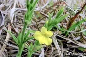 以独特的生长方式，就是被老人称之为“厌食圣草”的植物～独脚金图片