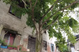 北碚即将消失的老街道，曾经是江北县的县城，如今破败却绿树成荫图片