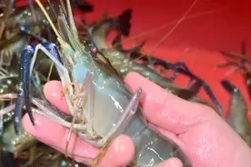 虾市火爆！苏州“太湖一号”大虾走俏图片