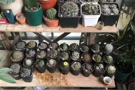 这些花，卧室最好不要养，别忽视图片