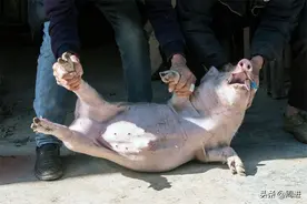 乡村劁猪匠：骑行5公里，阉割两头猪收费20元，最多月入5000元图片