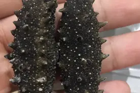 海参价格多少钱一斤？哪种海参营养价值好图片