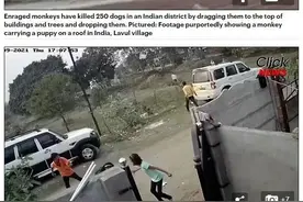 印度猴子因幼崽被狗咬死，展开疯狂报复，猴类真有战争基因？图片