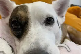 狗狗坐在新买的鱼缸前笑容诡异，主人立马冲去数鱼，结果...图片