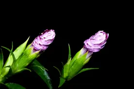 美炸了！鲜花绽放的瞬间动图欣赏图片