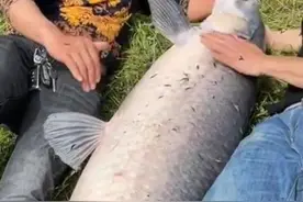 格局！湖北钓鱼人钓获“百斤青鱼王”，价值几万的鱼转身就放了图片