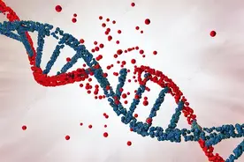 量化 DNA 损伤和修复，突变和抗突变作用，探索DNA损伤的类型图片
