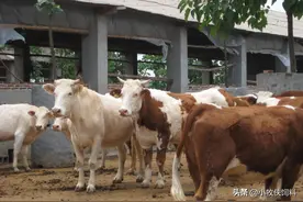 一头肉牛一天吃多少饲料合适？牛吃的饲料有哪些种类？你知道吗？图片