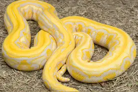 玉米蛇是一种内向的物种。大部分的不咬人当然也有与众不同的性质图片