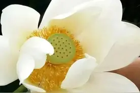 搞笑古诗词，让你捧腹大笑图片