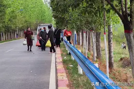 宜阳县赵保镇：万亩槐林始盛开，游客赏花采摘忙图片