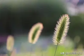 三姐妹的故事图片