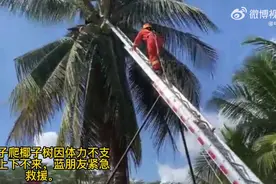 海南三亚一男子爬树摘椰子体力不支被困，消防员架梯救下图片