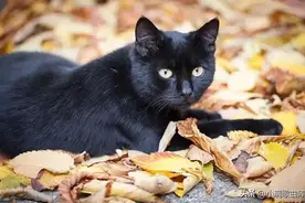 黑猫象征着什么？图片