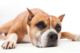 狗狗出现呕吐的原因，以及处理方法图片