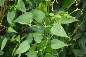 茜草是怎样的植物？图片