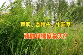 芦苇、香附子、牛筋草难根除，哪种除草剂防效好？怎样防治彻底？图片