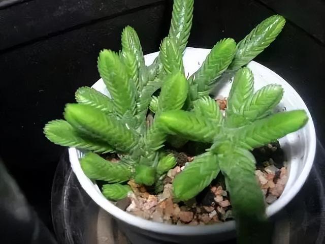 270种常见多肉图谱，一分钟认全！