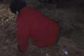 盖州公安 二条聪明警犬成功救助命悬一线老人图片