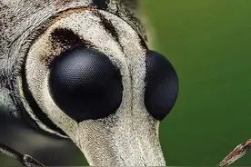 15张照片带你走进微观世界：图片上的怪物你猜是什么昆虫？图片