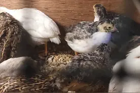 客厅鱼缸里就能养的宠物鸡，一年产蛋300个，网友：鸡蛋捡到手软图片