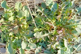 第一次吃苦碟菜，就成了它的铁粉，相见恨晚啊图片