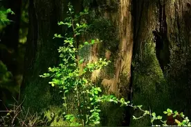 20句古籍里的修身名句，精辟入骨，增智清心！图片