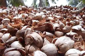 中国人当垃圾扔掉的椰壳、榴莲皮、臭芒果，为何在国外被当成宝贝图片