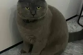 爱猫被偷，女子靠定位器找猫1600公里，找到时猫哭了…图片