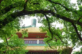 门前树，别乱种！这5种，有“远景”，现在栽，子孙后代都受益图片