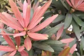 做罗汉松盆景，要明白比蓄枝重要100倍的做法图片