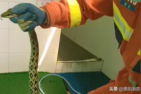 大蛇跑到学校去了？这次在三桥！图片