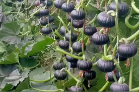 你知道的转基因作物有哪些？图片