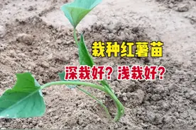 红薯苗怎么栽？深栽好还是浅栽好？掌握栽种技巧！红薯又大又高产图片