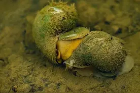 鱼池里加这4样东西，不用过滤也能水清鱼肥图片