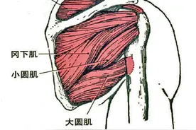 有一种比较顽固的疼痛——肩袖损伤图片