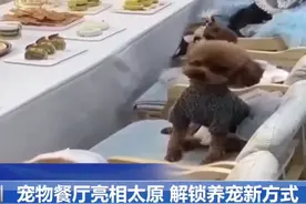 （视频）@太原人！宠物餐厅亮相太原，解锁养宠新方式图片