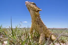 33张罕见的生物照片：毒蛇跳诡异舞蹈，狮子五花大绑做核磁共振图片