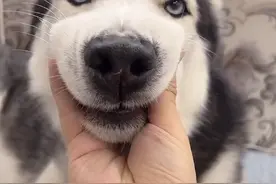 “全网最抑郁”的哈士奇：被主人逼疯获赞1亿，它究竟有多像人？图片