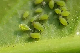 常见蔬菜虫害大全和防治技术图片