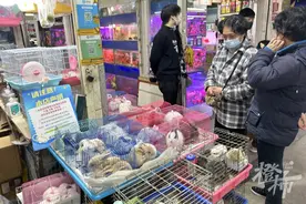 上周80元这周160元起步，宠物兔价格翻了一番！贵的上千元，你会在兔年养只小兔子吗？图片